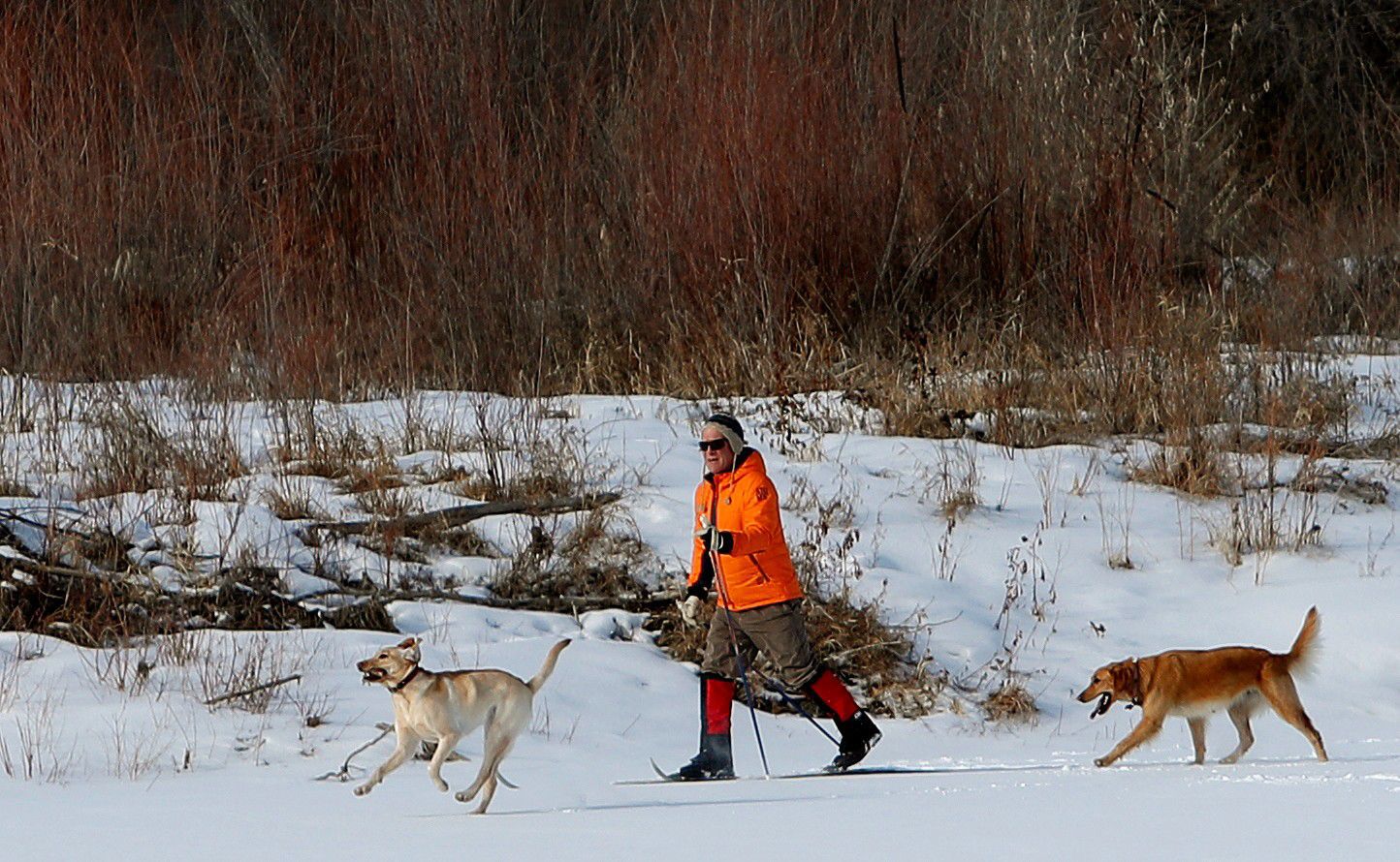 A man cross country skis with his dogs